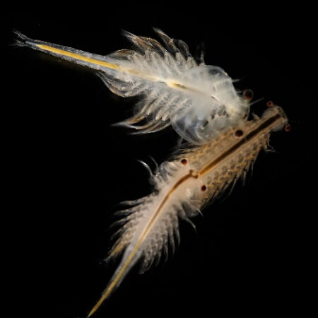 Artemia